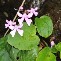 <i>Impatiens acaulis</i>  Arn.